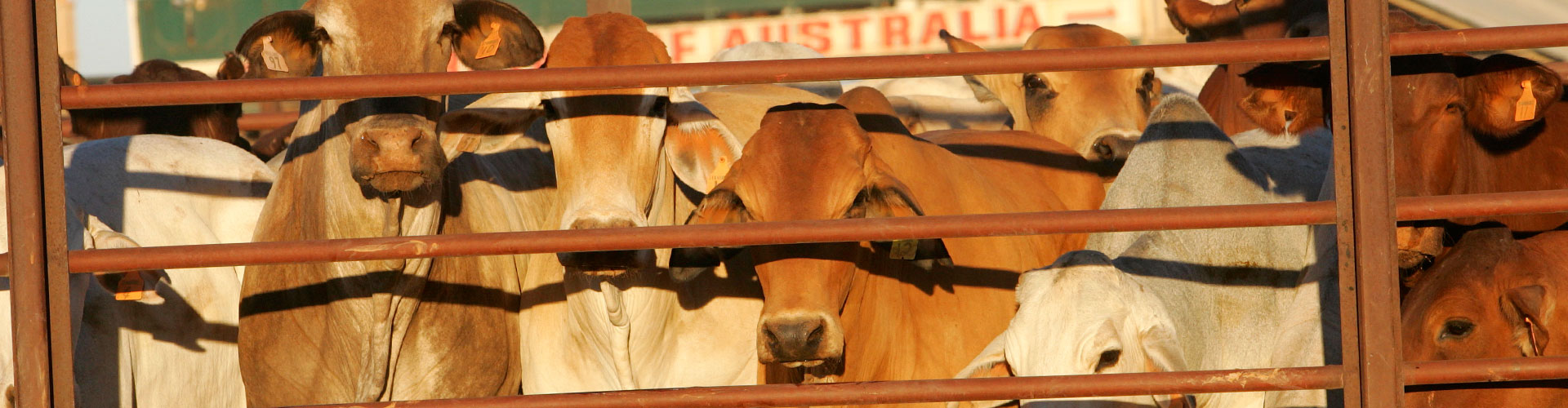 Meat workers union puts NSW Labor on notice over lack of action on